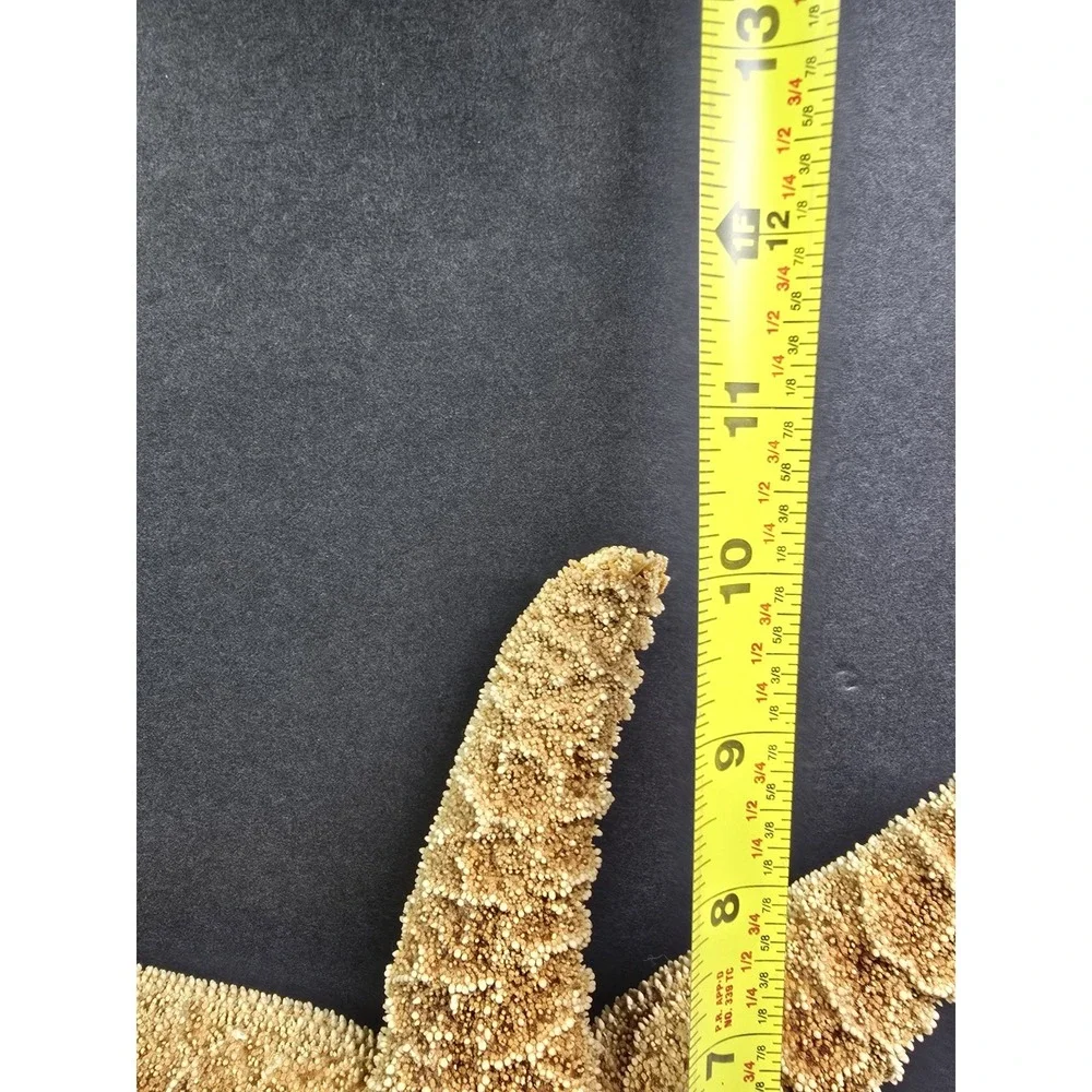 Intact Mouth XL Starfish,‎ Beach Finds, Nature Is Cool, Show & Tell, Patrick